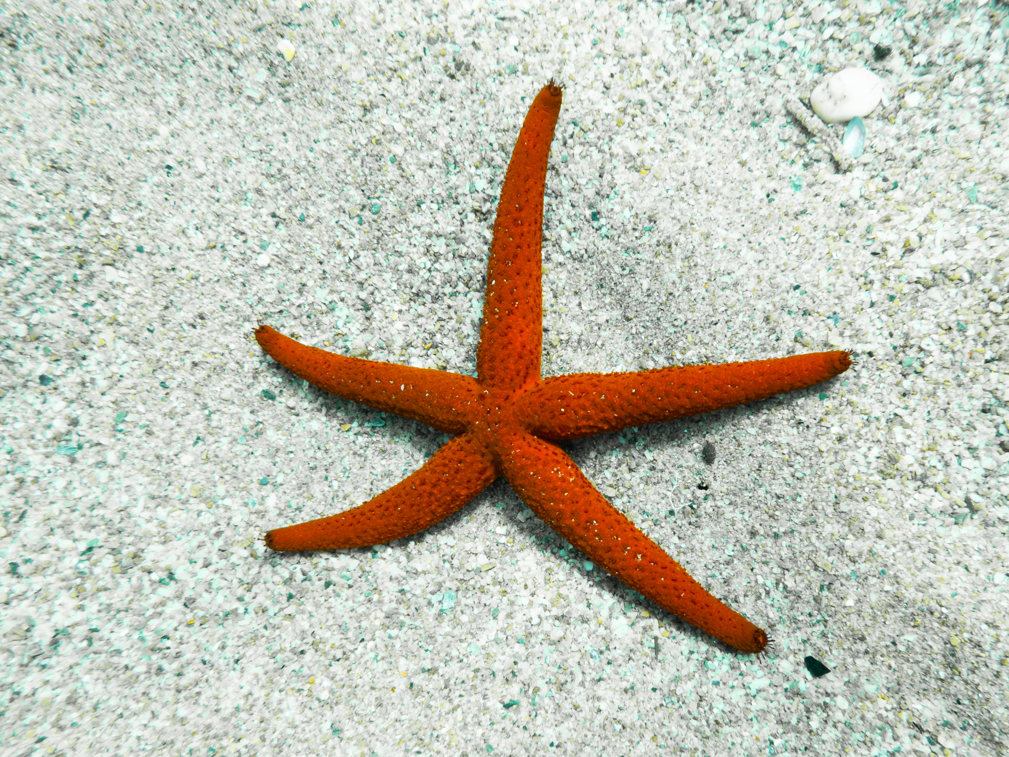 Etoile De Mer 5