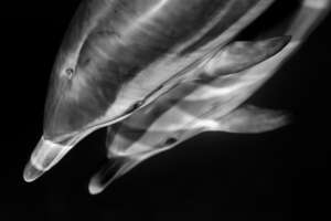 Portfolio Noir et blanc