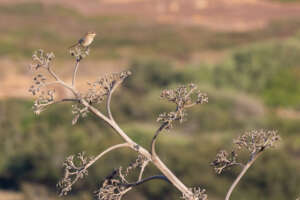 Où observer les oiseaux à Minorque ?