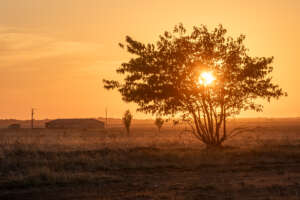 Découvrez les coussouls au fil des mois