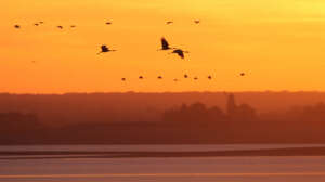 Observer les oiseaux pendant la migration d’automne