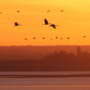 Observer les oiseaux pendant la migration d’automne