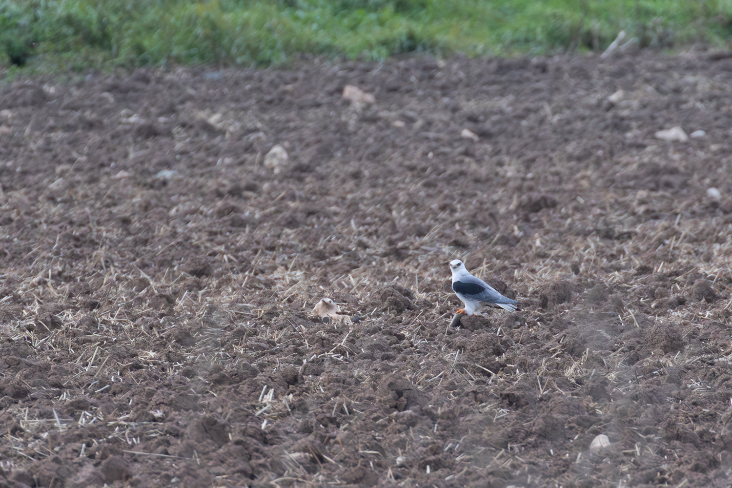 Elanion blanc chassant dans les prairies autour de Brouage