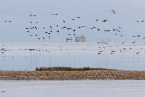 Groupe de bernaches cravant (Branta bernicla) sur les vasières du Fort Boyard vues depuis l’île d’Oléron, site d’hivernage en automne pour les oiseaux migrateurs.