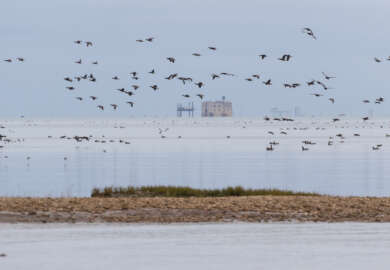 Groupe de bernaches cravant (Branta bernicla) sur les vasières du Fort Boyard vues depuis l’île d’Oléron, site d’hivernage en automne pour les oiseaux migrateurs.