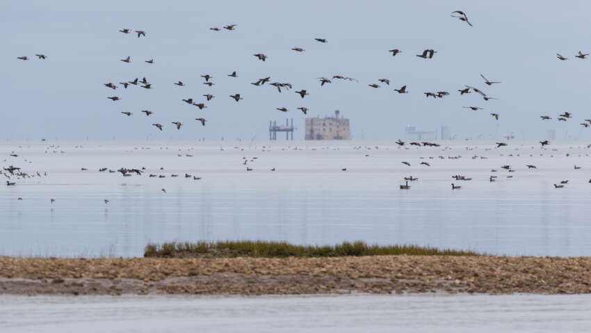 Groupe de bernaches cravant (Branta bernicla) sur les vasières du Fort Boyard vues depuis l’île d’Oléron, site d’hivernage en automne pour les oiseaux migrateurs.