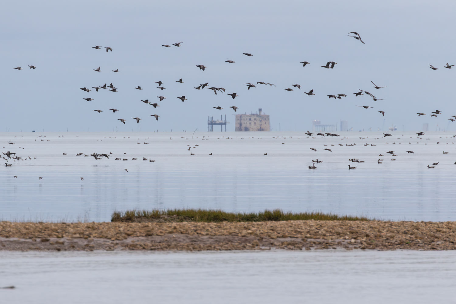 Groupe de bernaches cravant (Branta bernicla) sur les vasières du Fort Boyard vues depuis l’île d’Oléron, site d’hivernage en automne pour les oiseaux migrateurs.