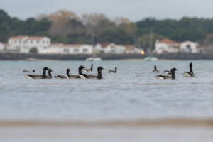 Une journée d’automne sur l’île de Ré, un paradis pour les amateurs d’oiseaux