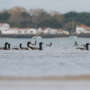 Une journée d’automne sur l’île de Ré, un paradis pour les amateurs d’oiseaux