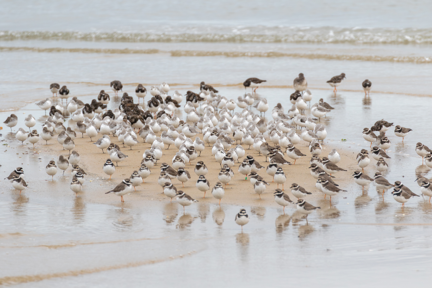 Une journée d’automne sur l’île de Ré, un paradis pour les amateurs d’oiseaux