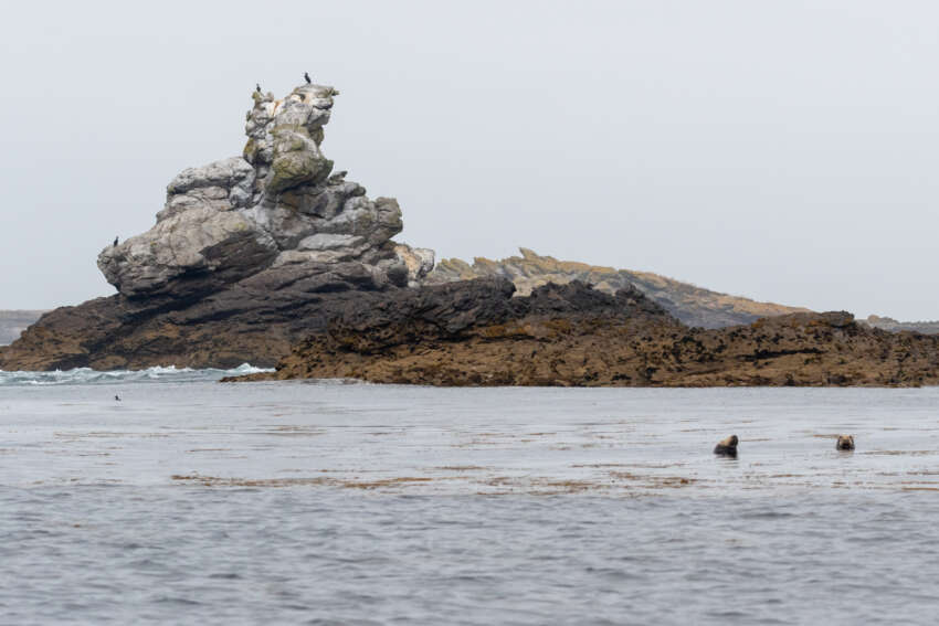 Où voir les phoques en Bretagne Balades naturalistes — free download