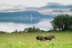 Les meilleurs spots pour observer la faune en Norvège