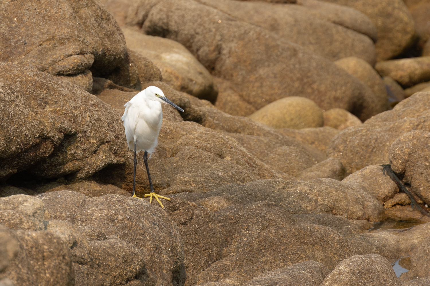 Aigrette garzette sur la pointe de La Torche