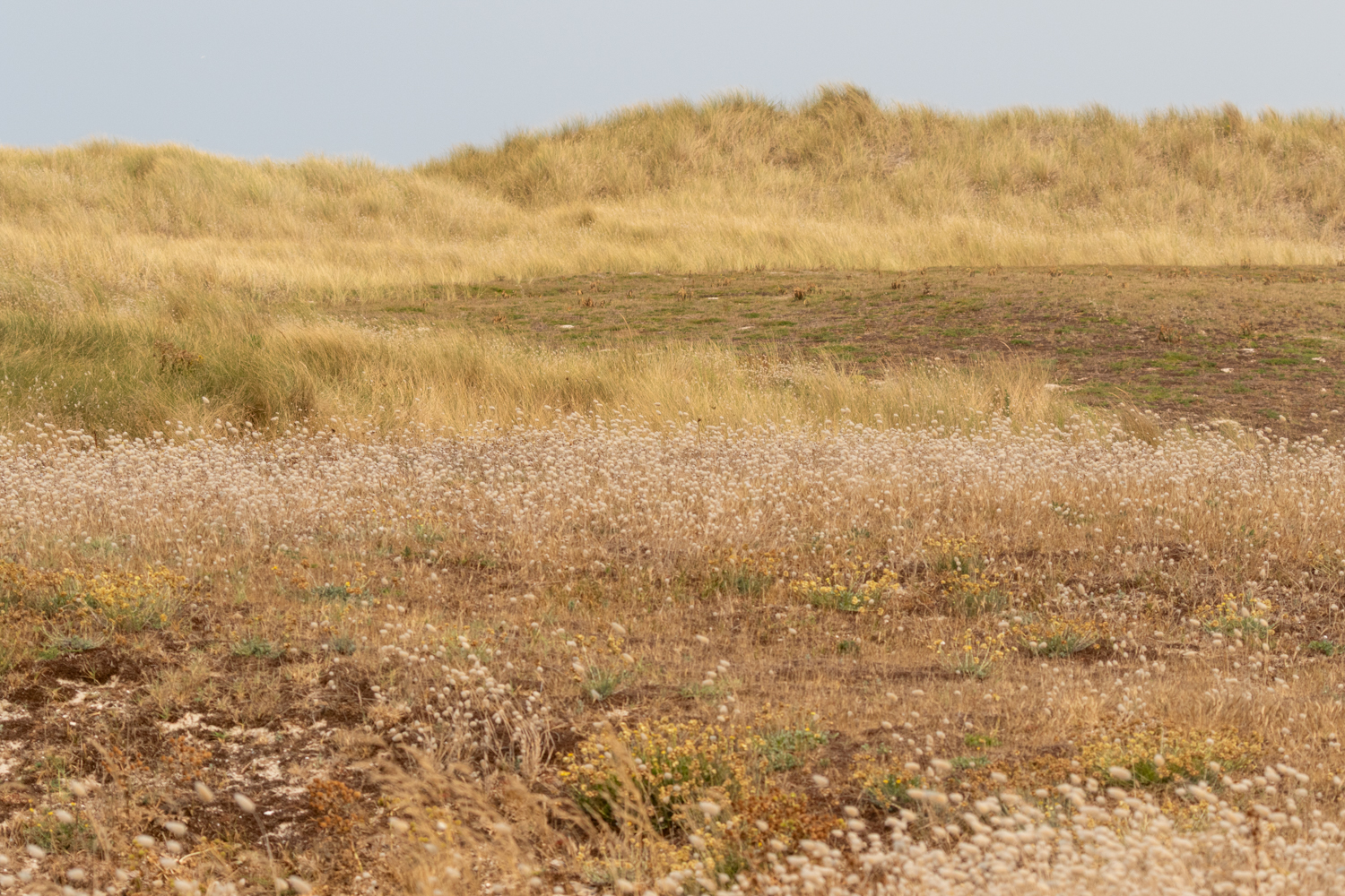 Cordon dunaire baie d'Audierne