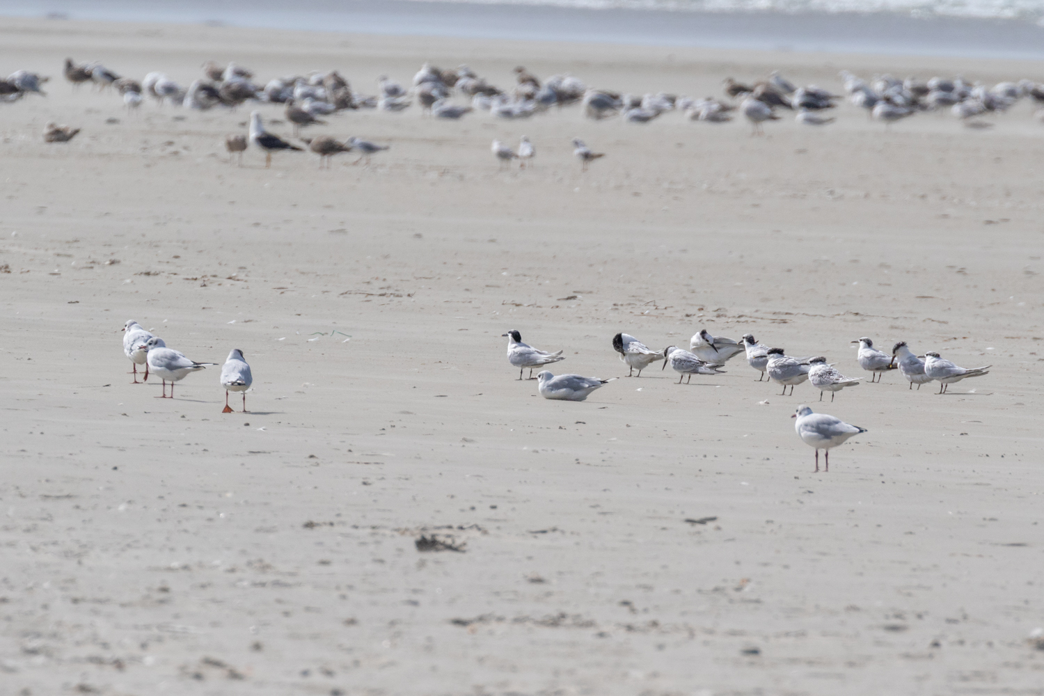 Sternes sur la baie d'Audierne