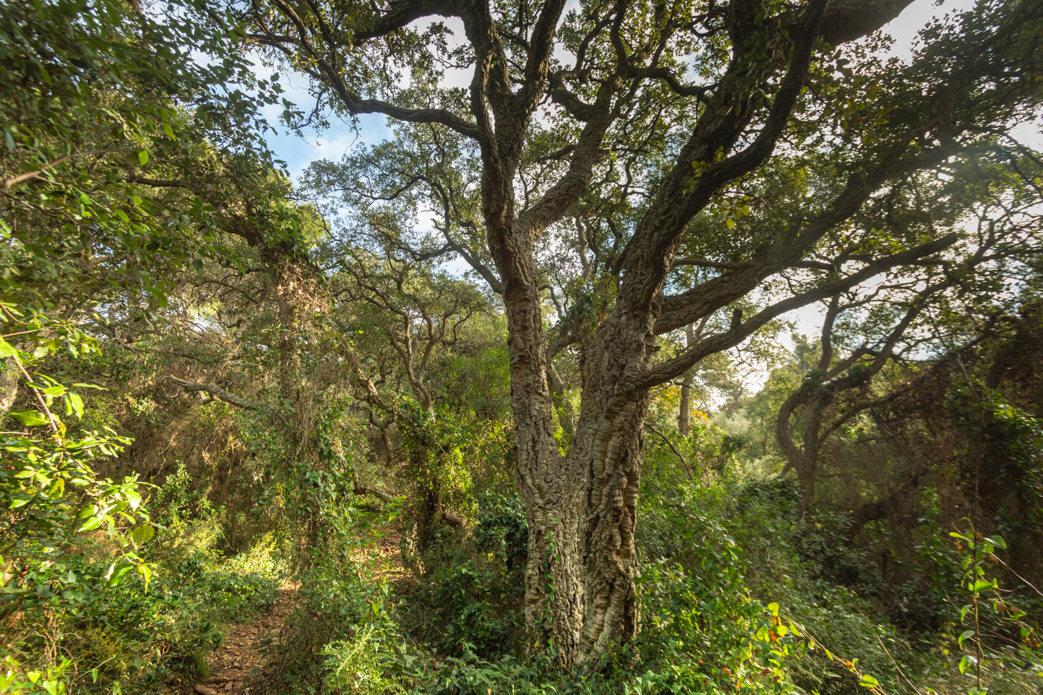 Chêne-liège dans le massif de la Colle noire