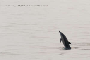 Observation des oiseaux et des dauphins dans le Mor Braz
