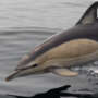 Où voir des dauphins en Bretagne ?