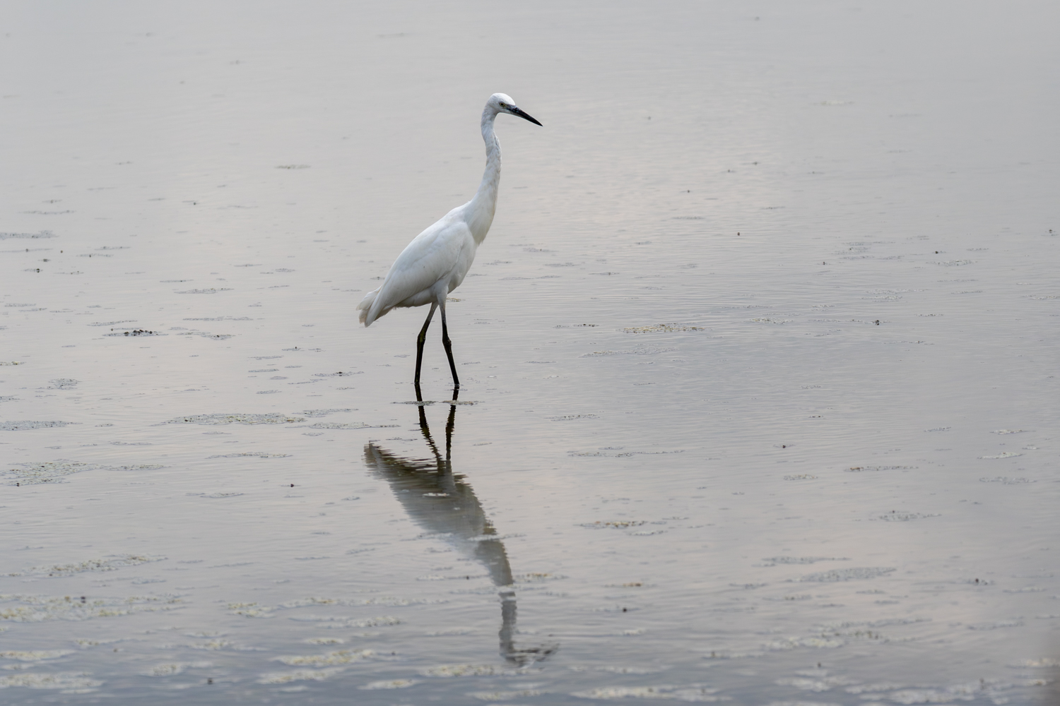 Aigrette garzette dans les marais de Séné dans le morbihan