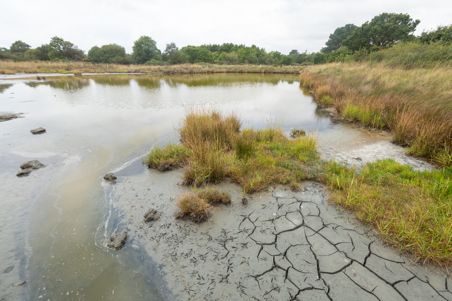 Marais de Séné, Morbihan