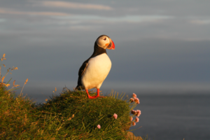 Où observer les macareux en Islande ?