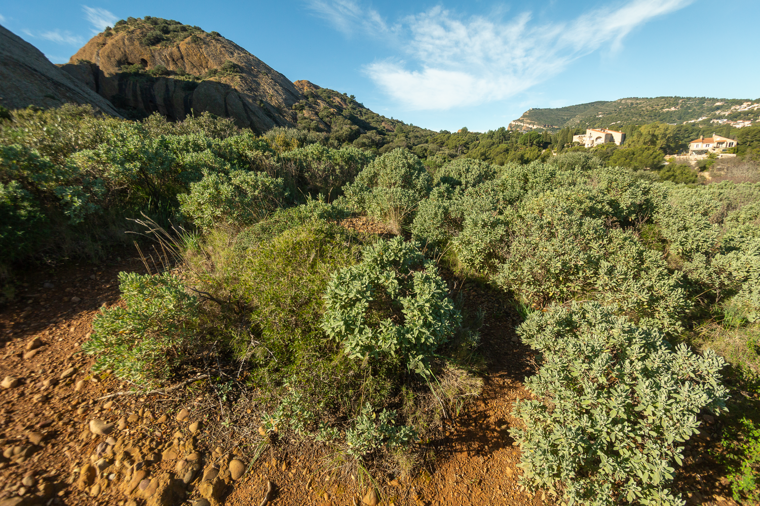 Végétation méditerranéenne dans le parc du Mugel