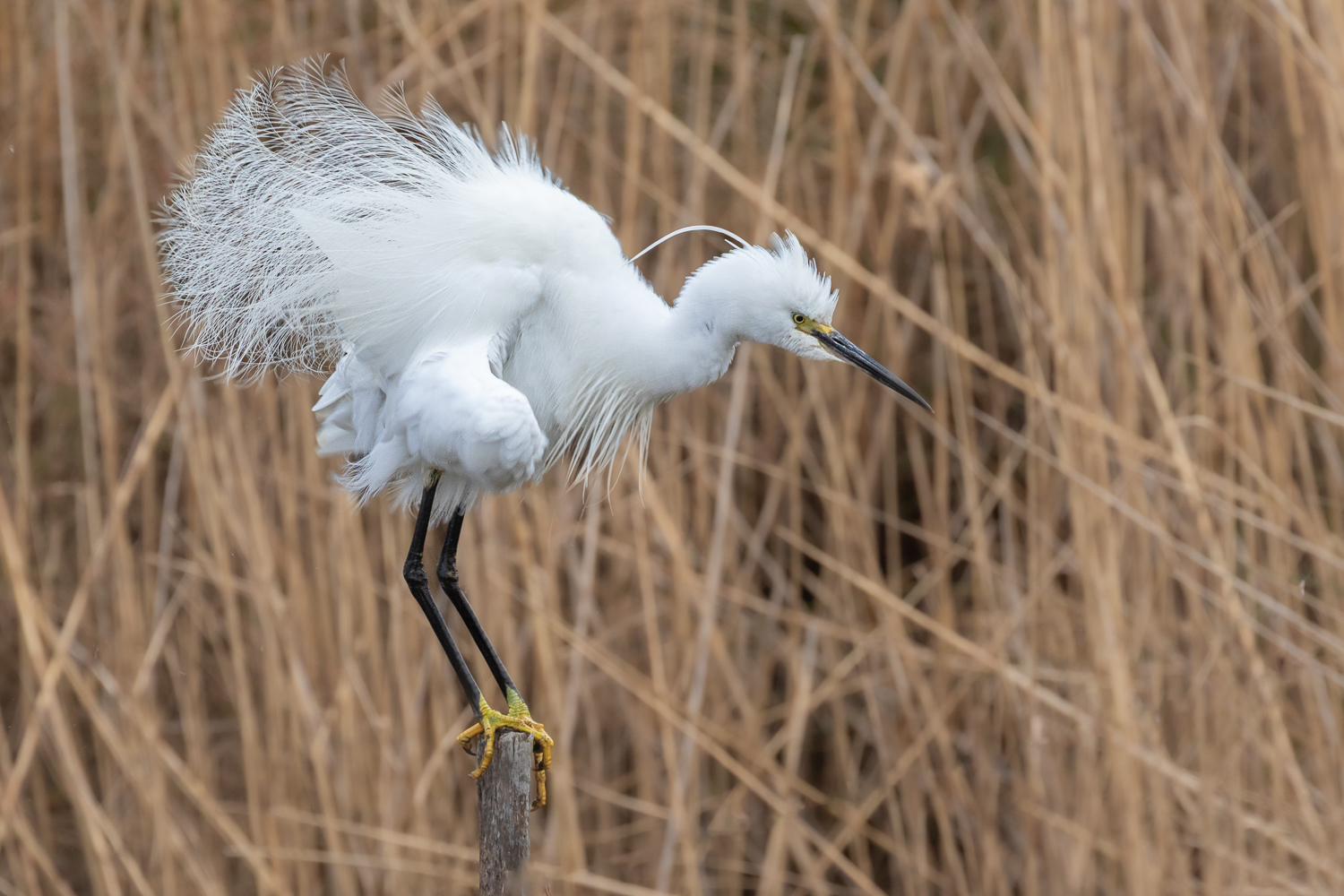 Aigrette garzette Pont de Gau