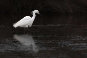 Portfolio Camargue