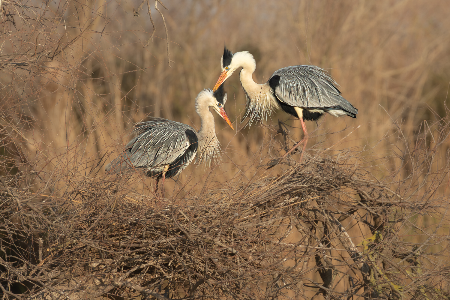 Héron cendré en Camargue
