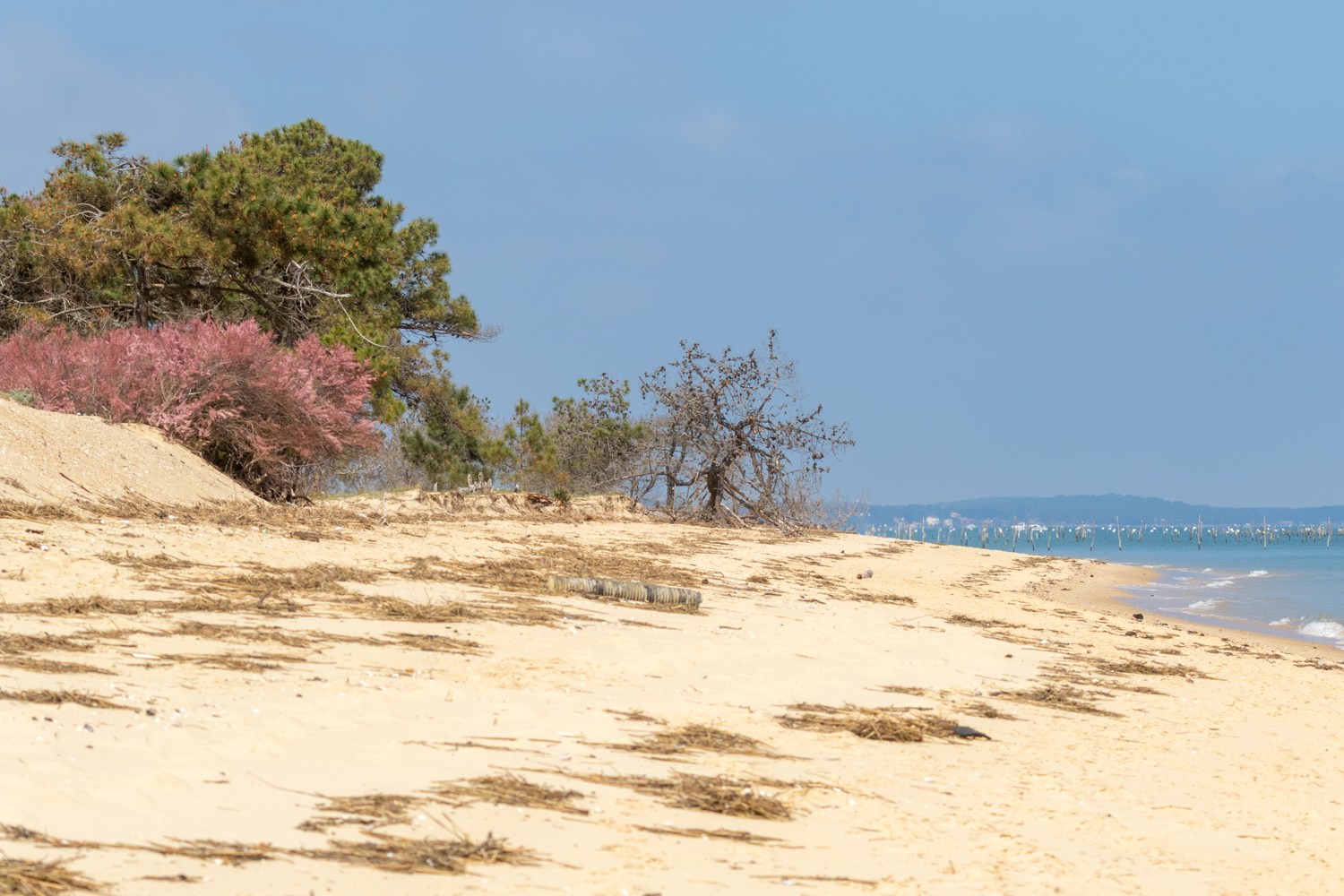 La conche de Nimbeau