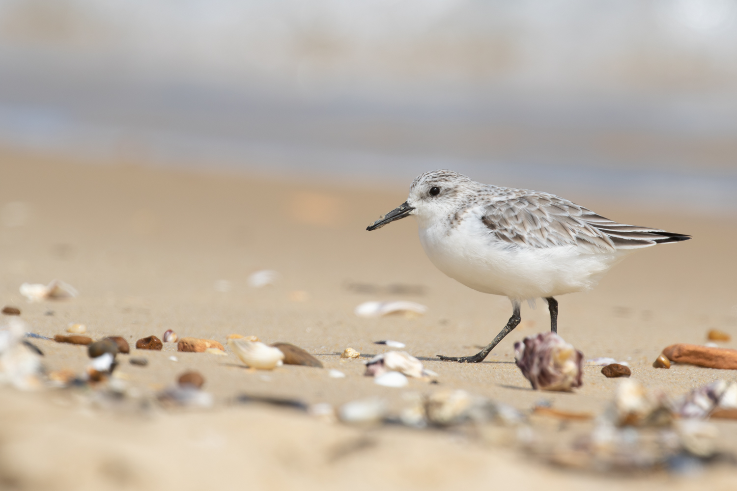 Bécasseau sanderling