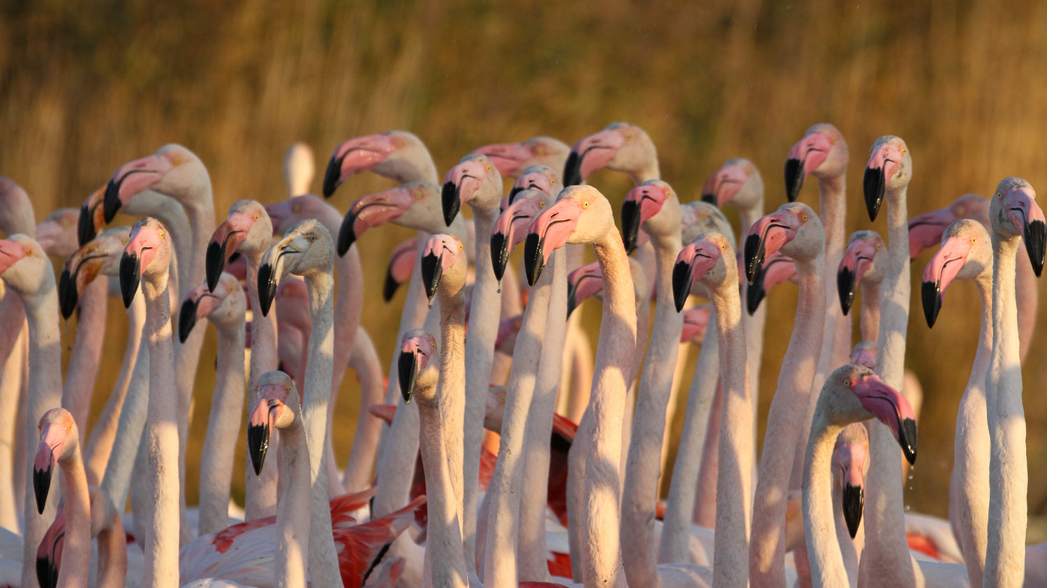 Flamants roses