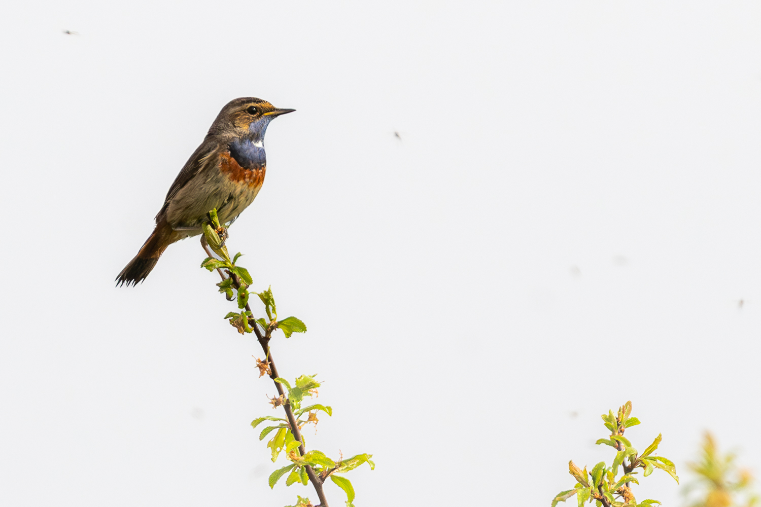 Gorgebleue à miroir