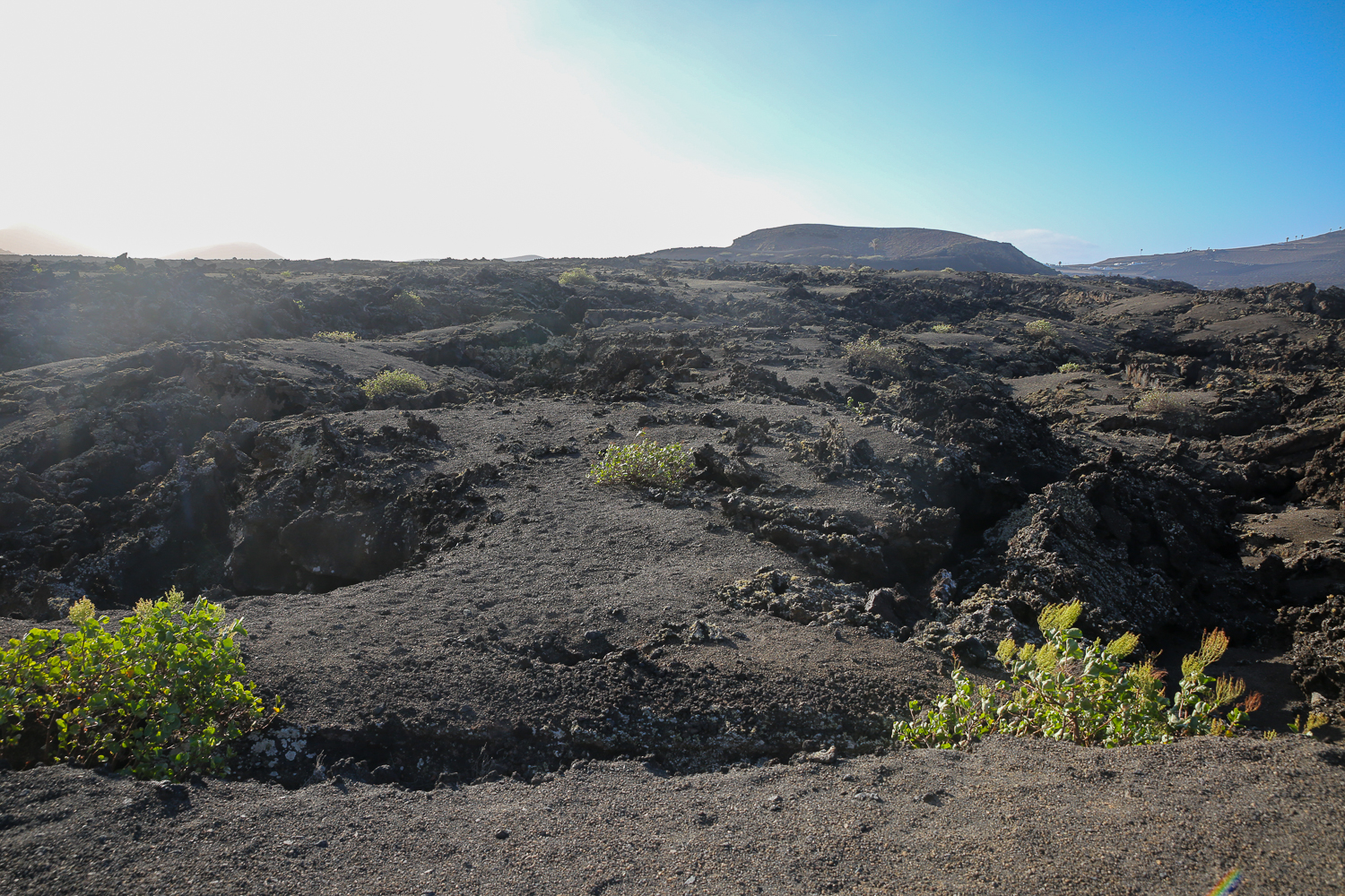 recolonisation biologique