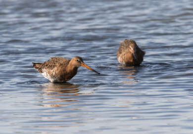 reserve ornithologique du teich