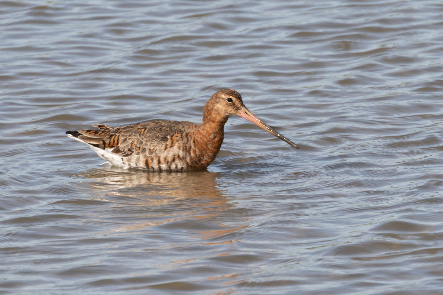 Barge à queue noire dans la réserve du Teich