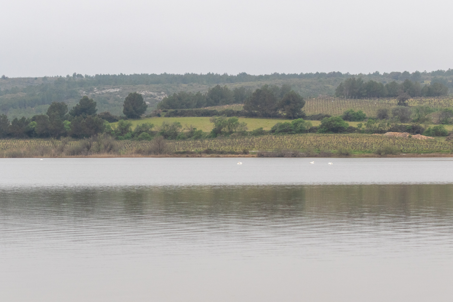 Etang de Pissevaches