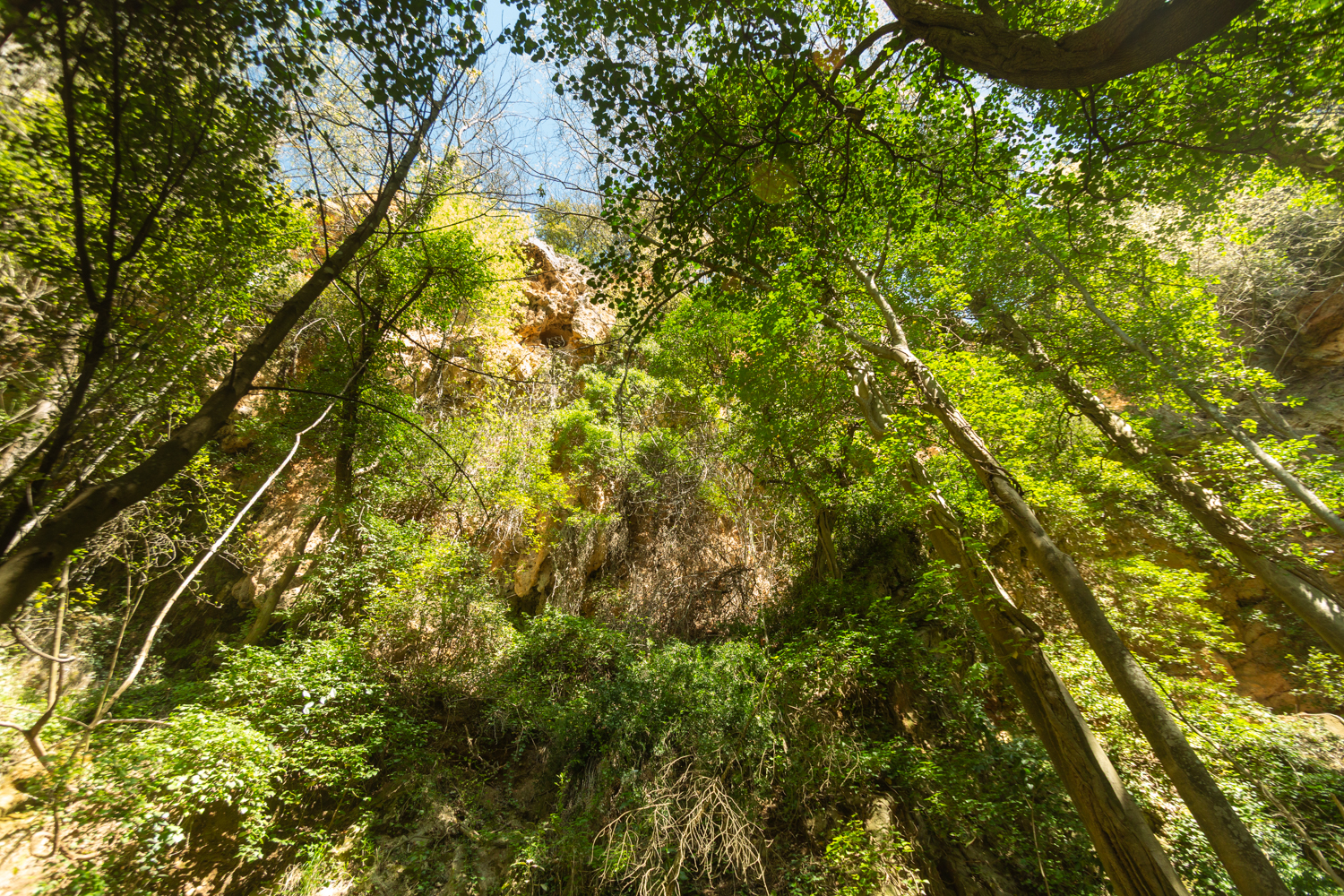 Ripisylve de Barjols