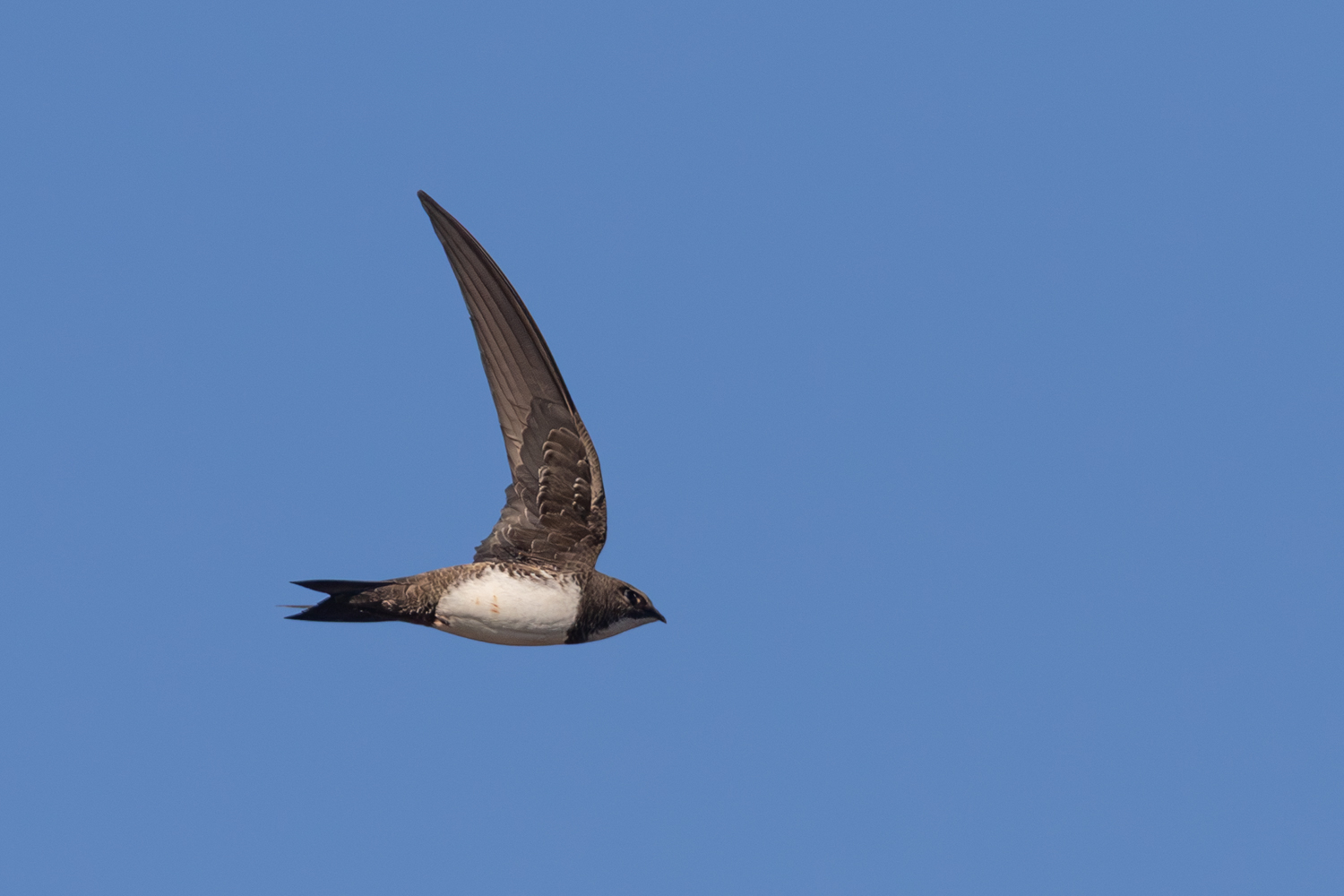 Martinet à ventre blanc