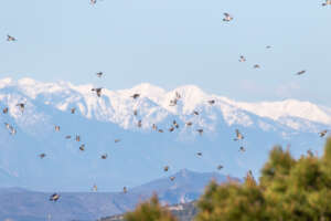 Migration à Leucate