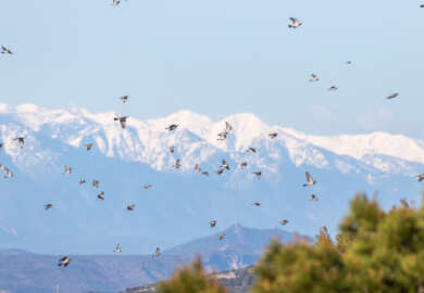Migration à Leucate