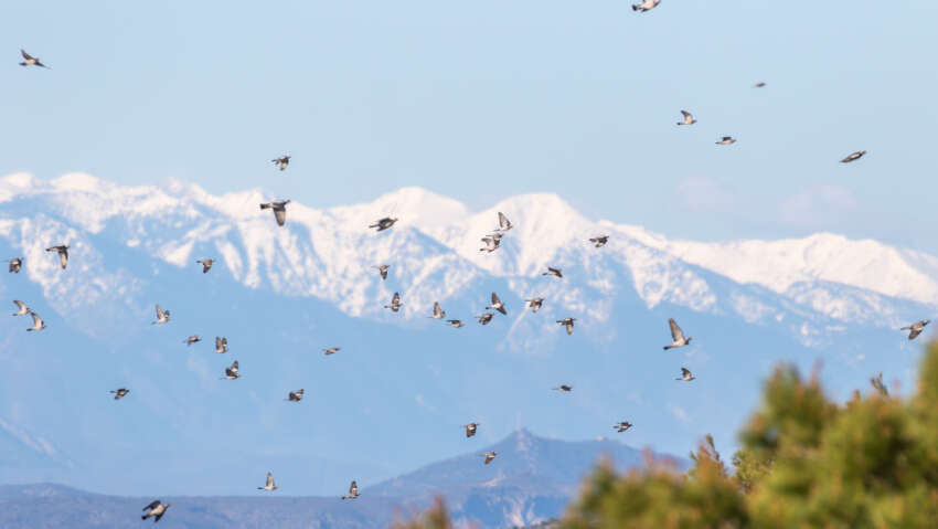 Migration à Leucate
