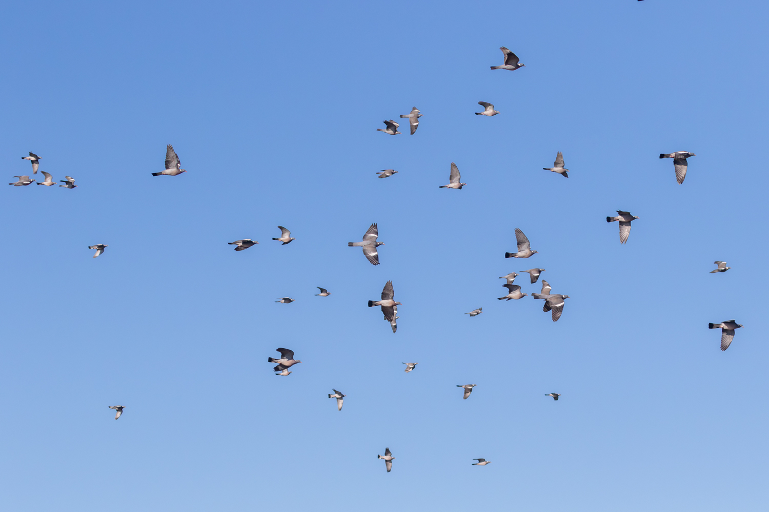 Pigeons ramiers en migration