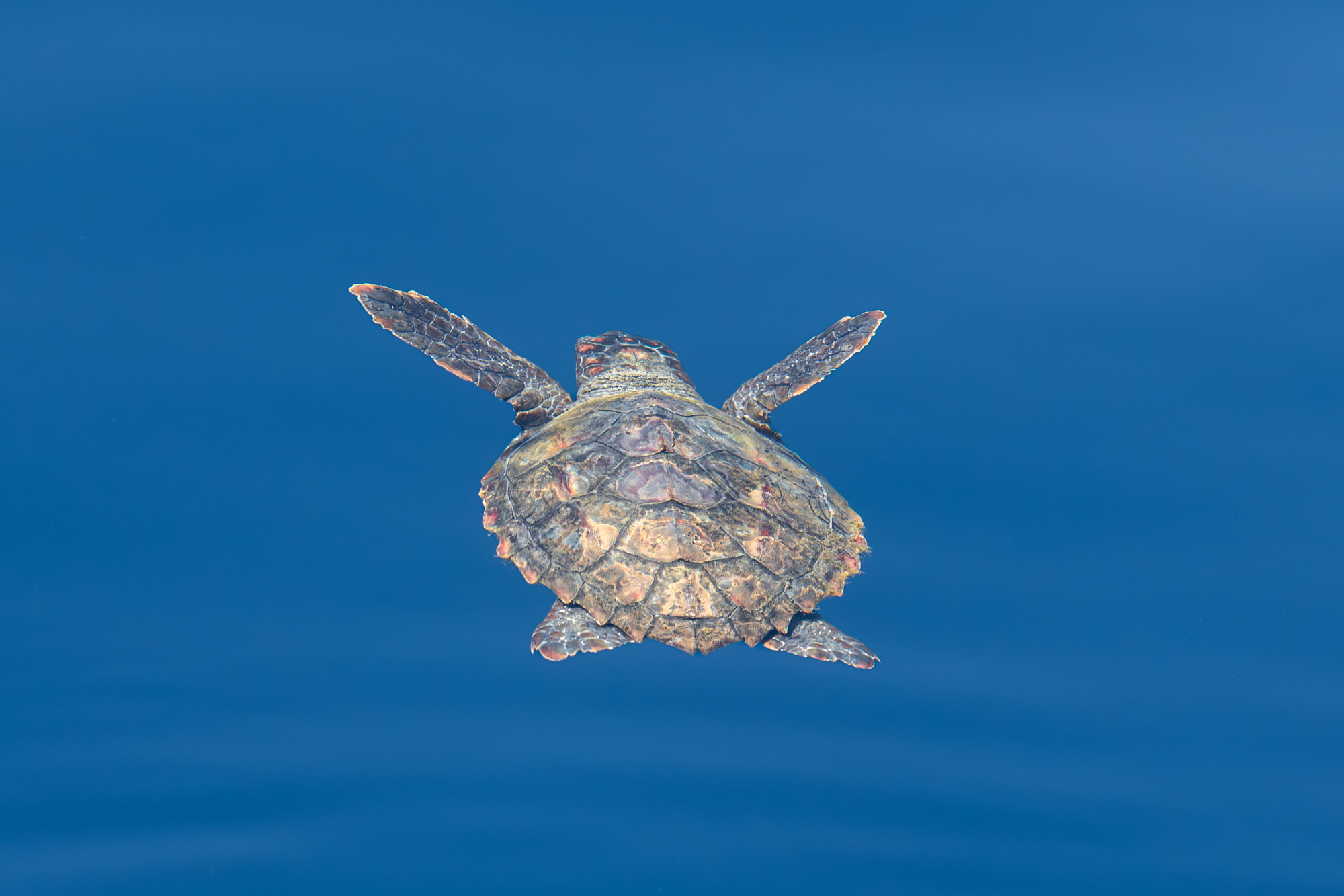 Tortue caouanne