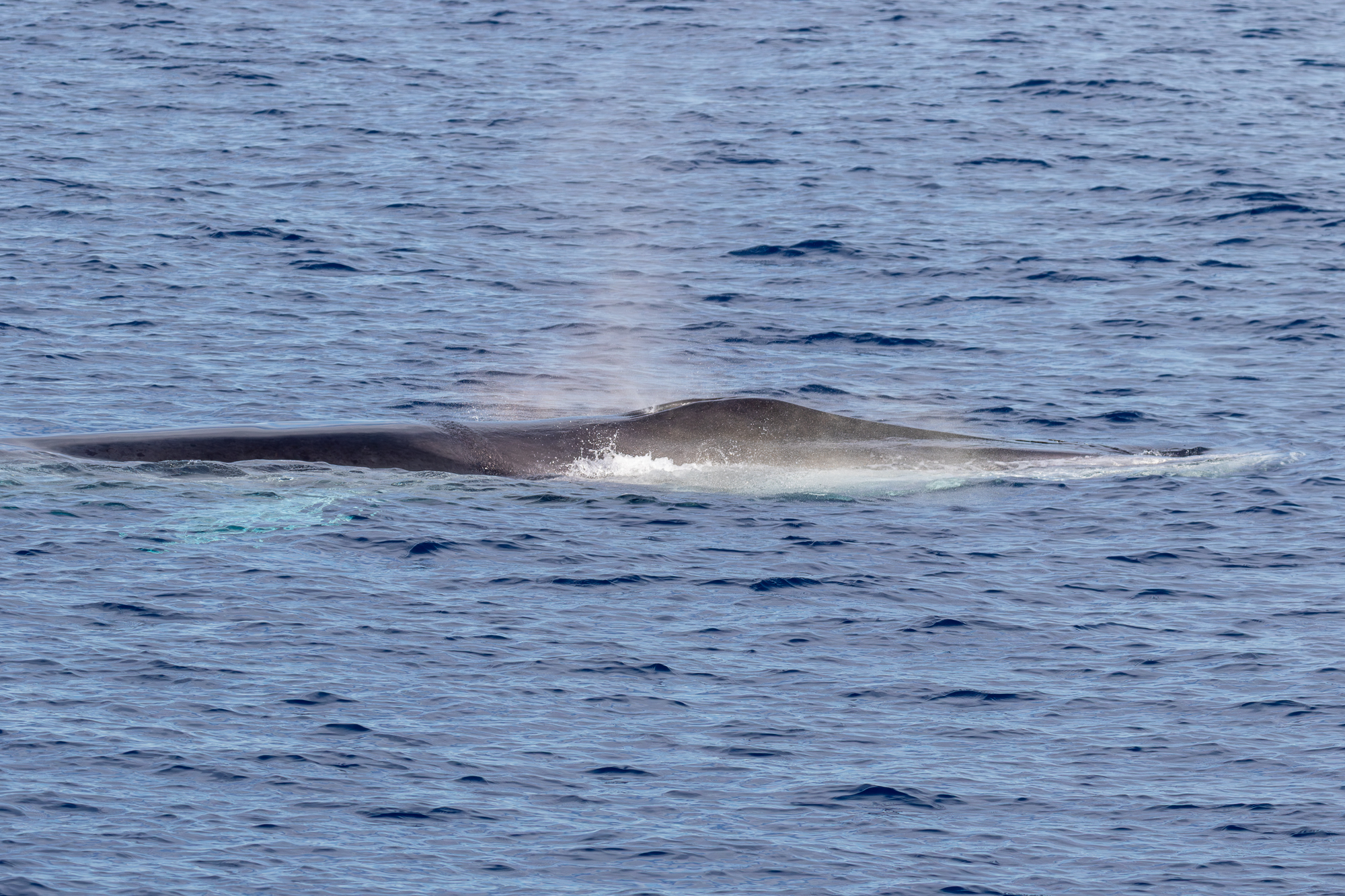 Rorqual commun au large de Sanary