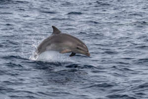 Trois espèces de dauphins au large de Sanary