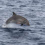 Trois espèces de dauphins au large de Sanary