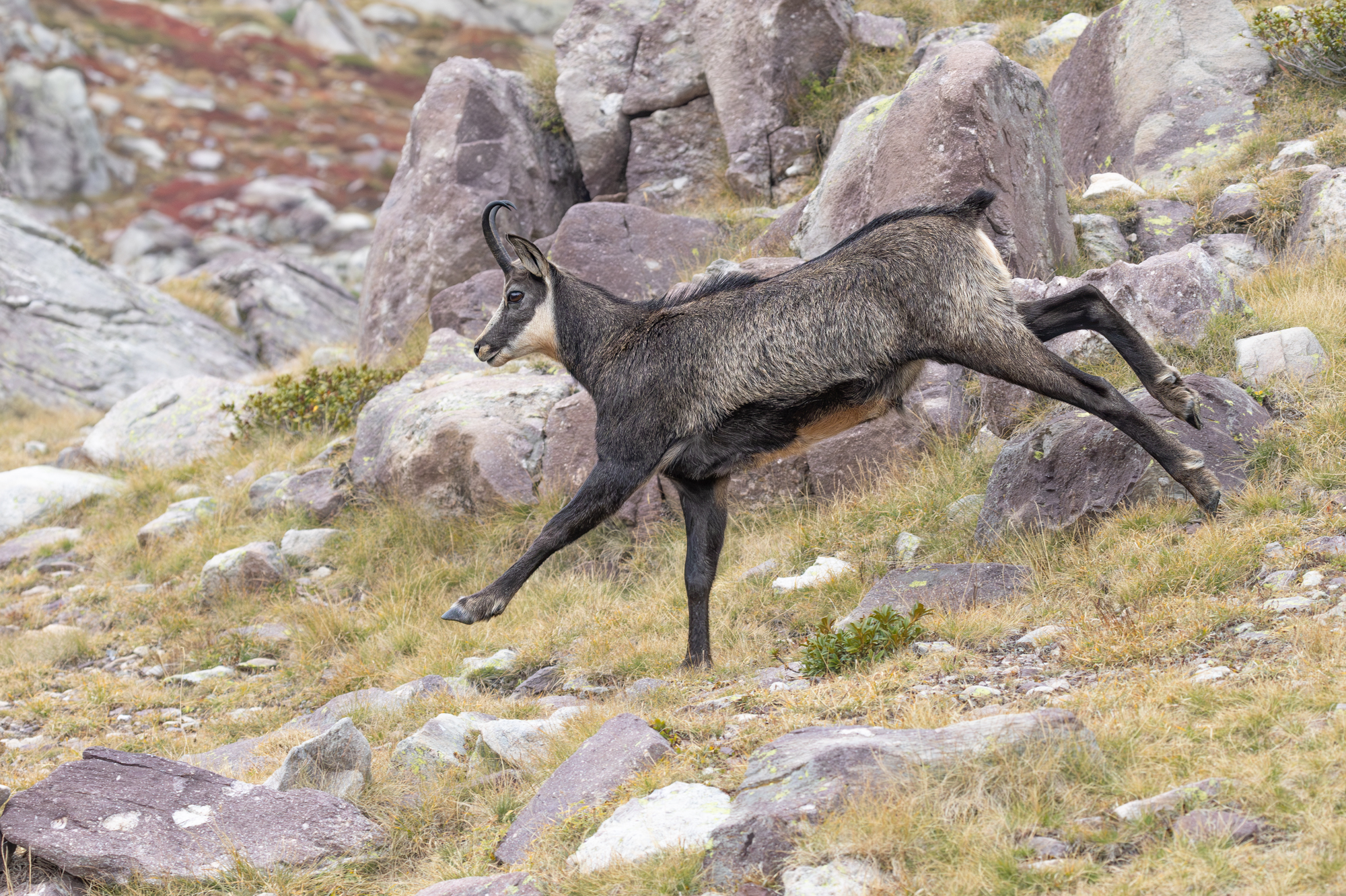 Chamois au pied de la cime du diable