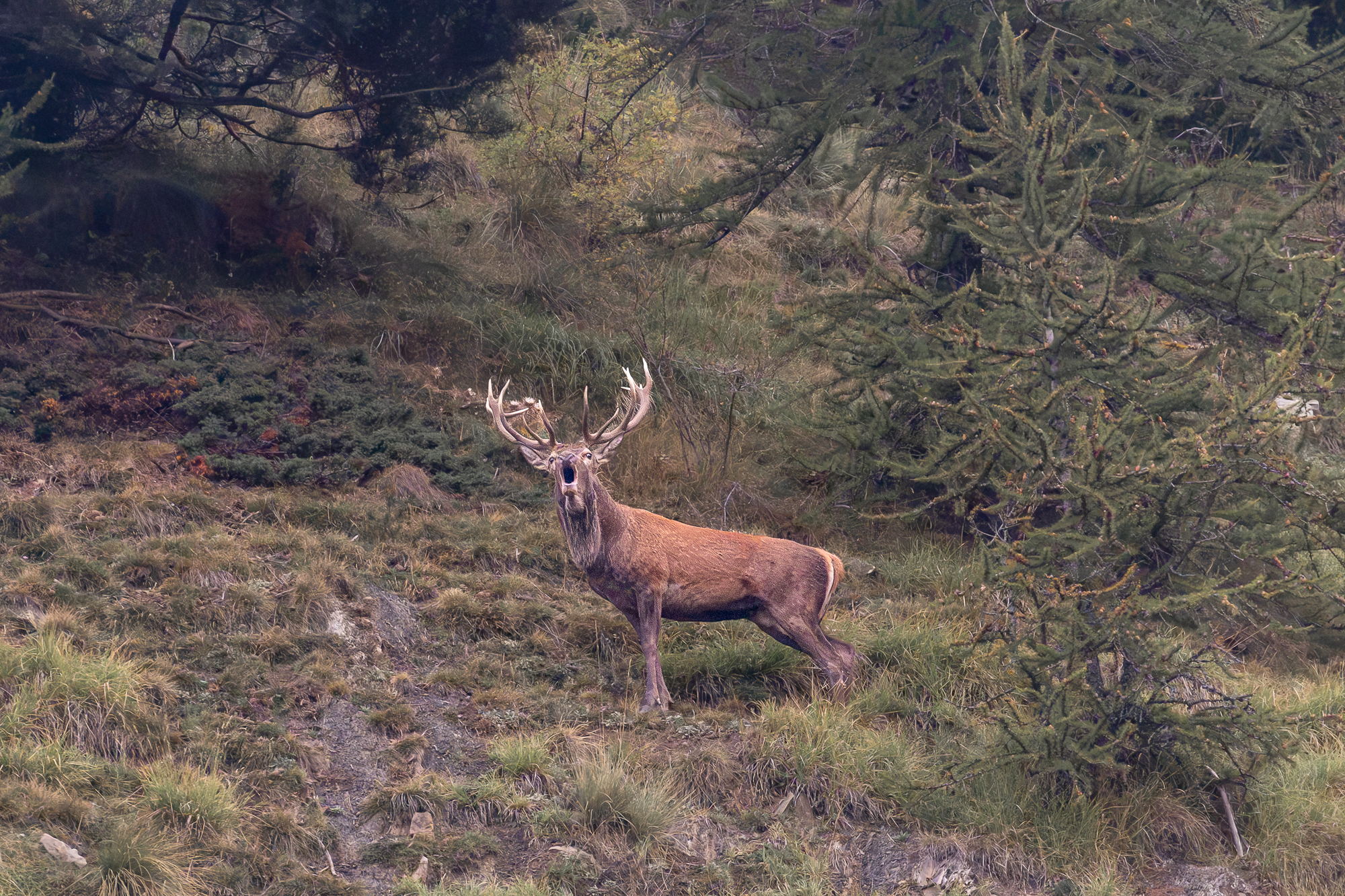 Brame du cerf au col de Turini