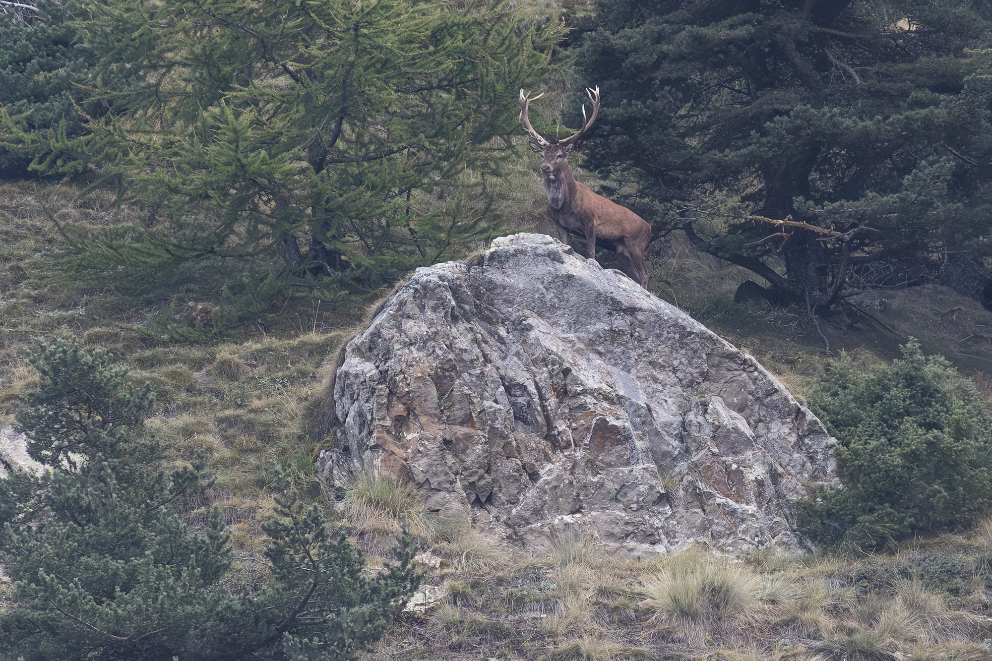 Cerf élaphe dans le Mercantour